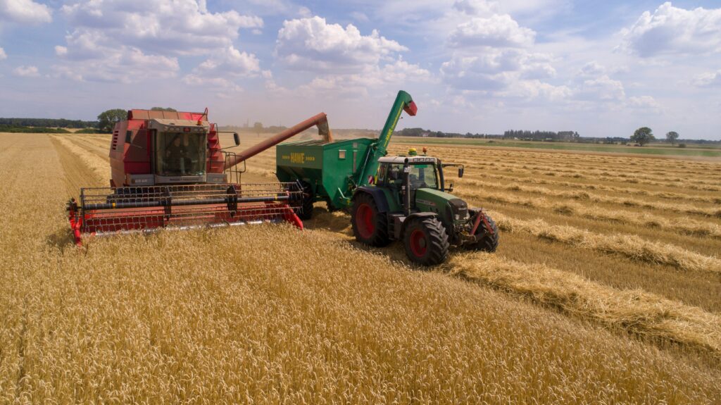 Wheat grain grading