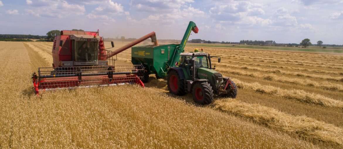 Wheat grain grading