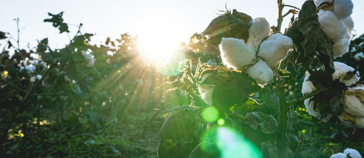 Cotton field at sunrise — international raw cotton trade